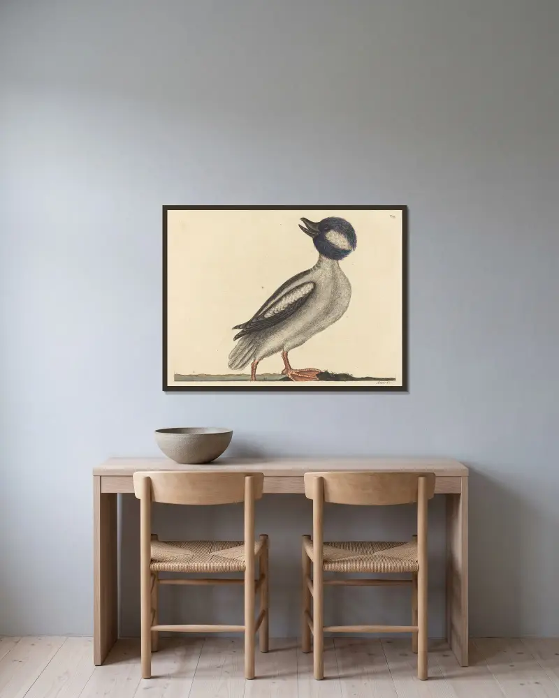 The Buffel’s Head Duck (Anas bucephala) av Mark Catesby inramad på en vägg