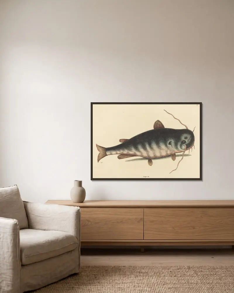 The Cat Fish (Silurus catus) av Mark Catesby inramad på en vägg