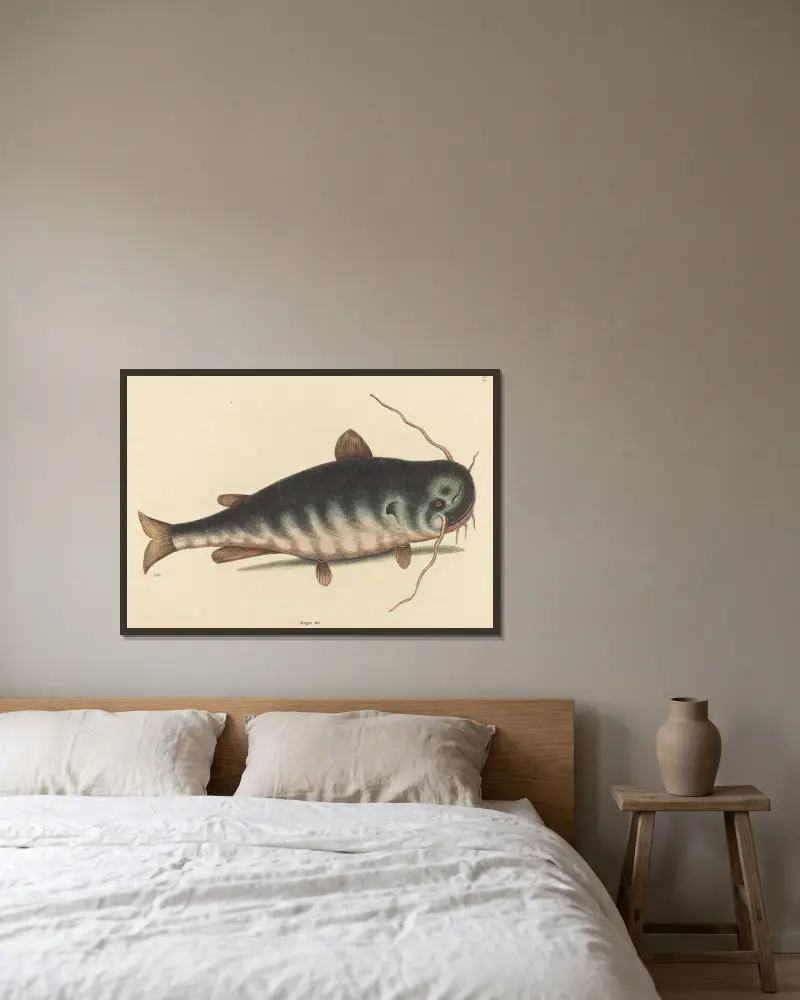 The Cat Fish (Silurus catus) av Mark Catesby inramad på en vägg