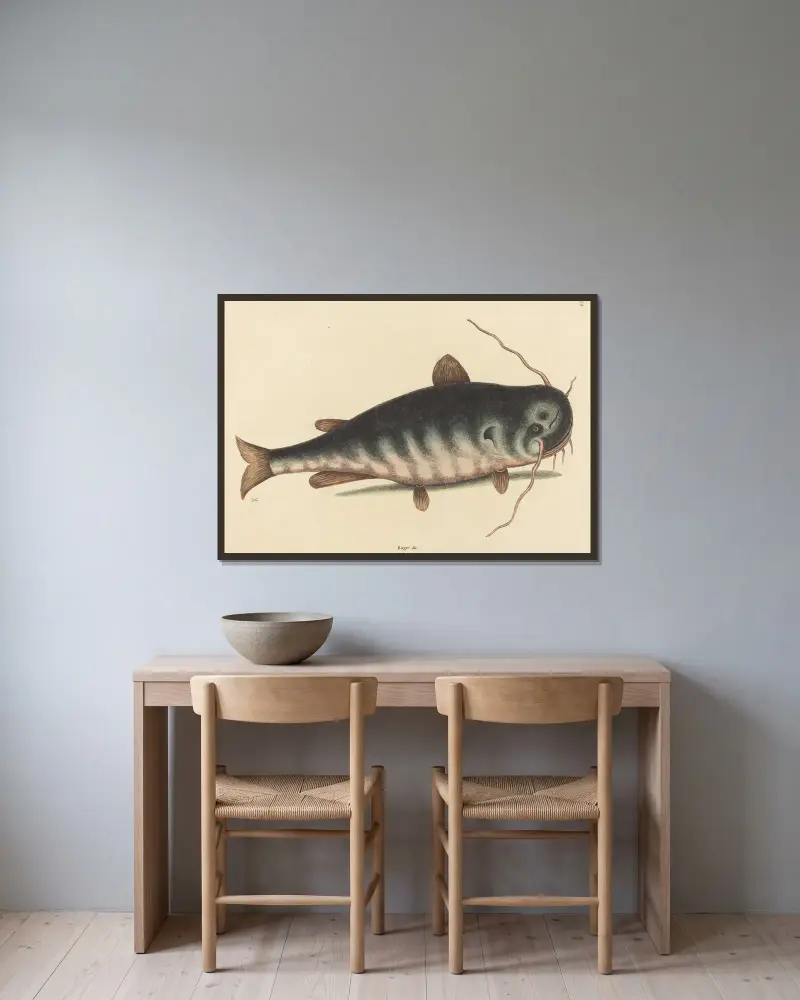 The Cat Fish (Silurus catus) av Mark Catesby inramad på en vägg