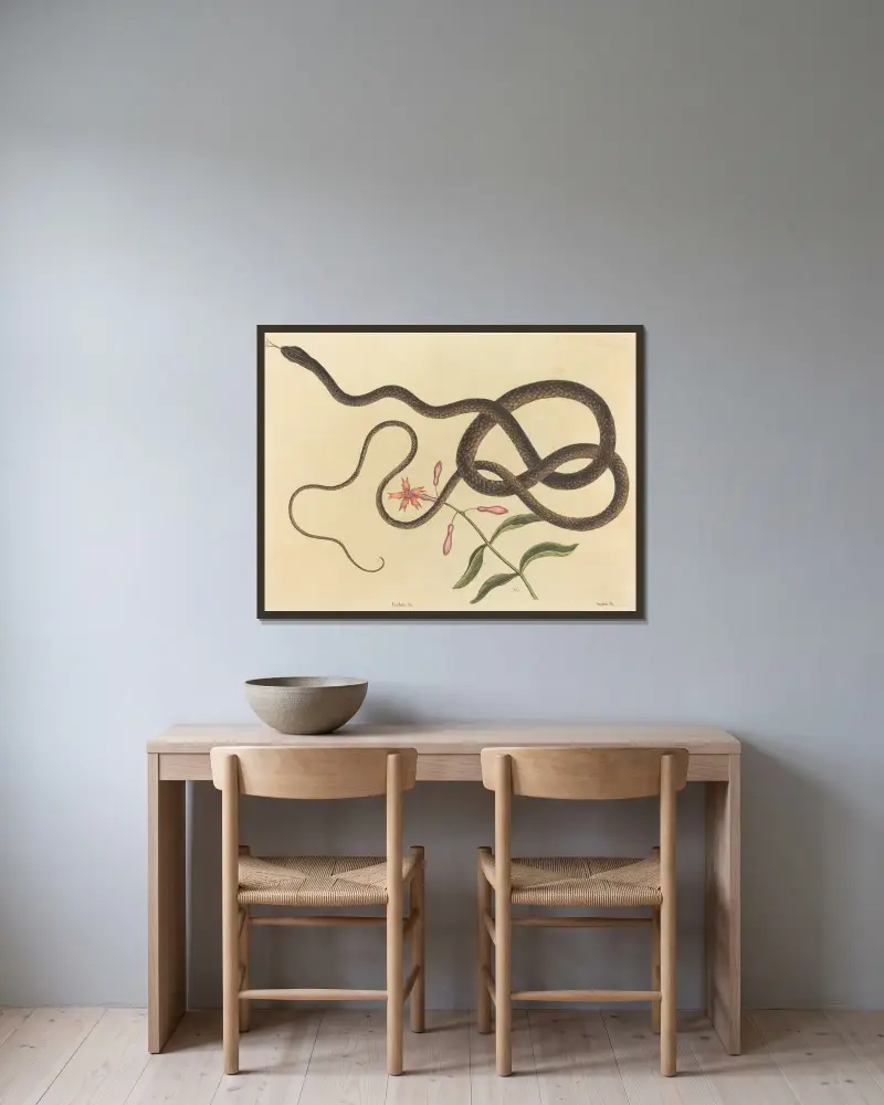 Die Peitschenschlange (Coluber flagellum) von Mark Catesby gerahmt an einer Wand