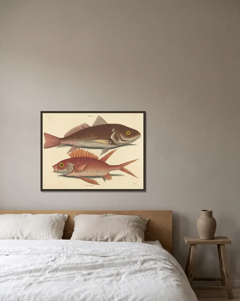 Der Croker (Perca undulata) von Mark Catesby gerahmt an einer Wand