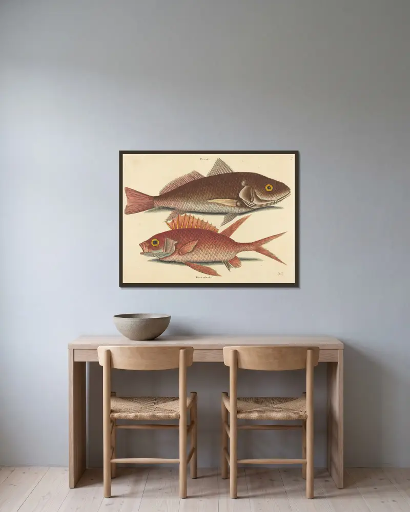 Der Croker (Perca undulata) von Mark Catesby gerahmt an einer Wand