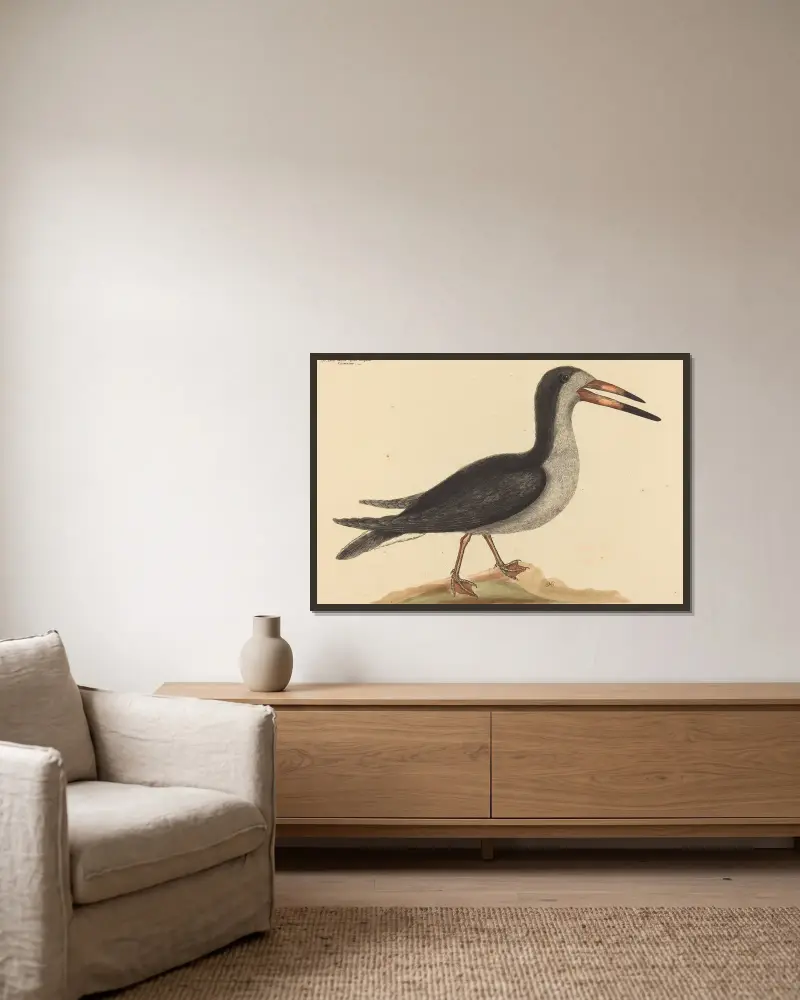 Der Scherenschnabel (Rhynchops nigra) von Mark Catesby gerahmt an einer Wand