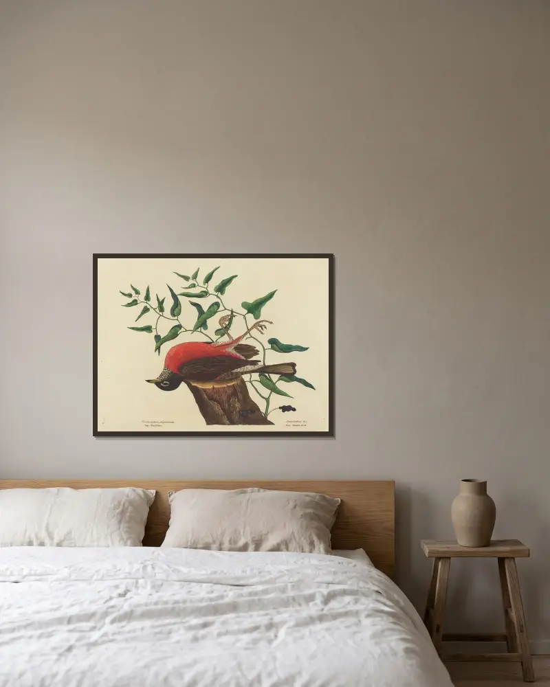 Vandringstrast (Turdus migratorius) av Mark Catesby inramad på en vägg