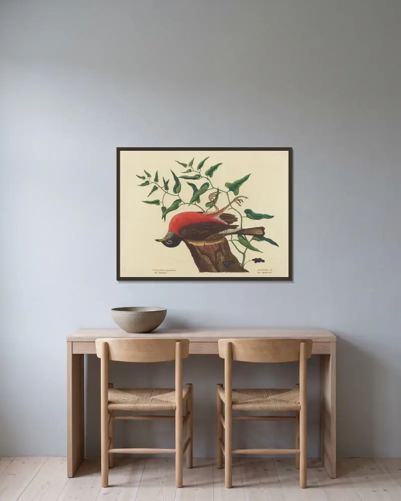 Vandringstrast (Turdus migratorius) av Mark Catesby inramad på en vägg