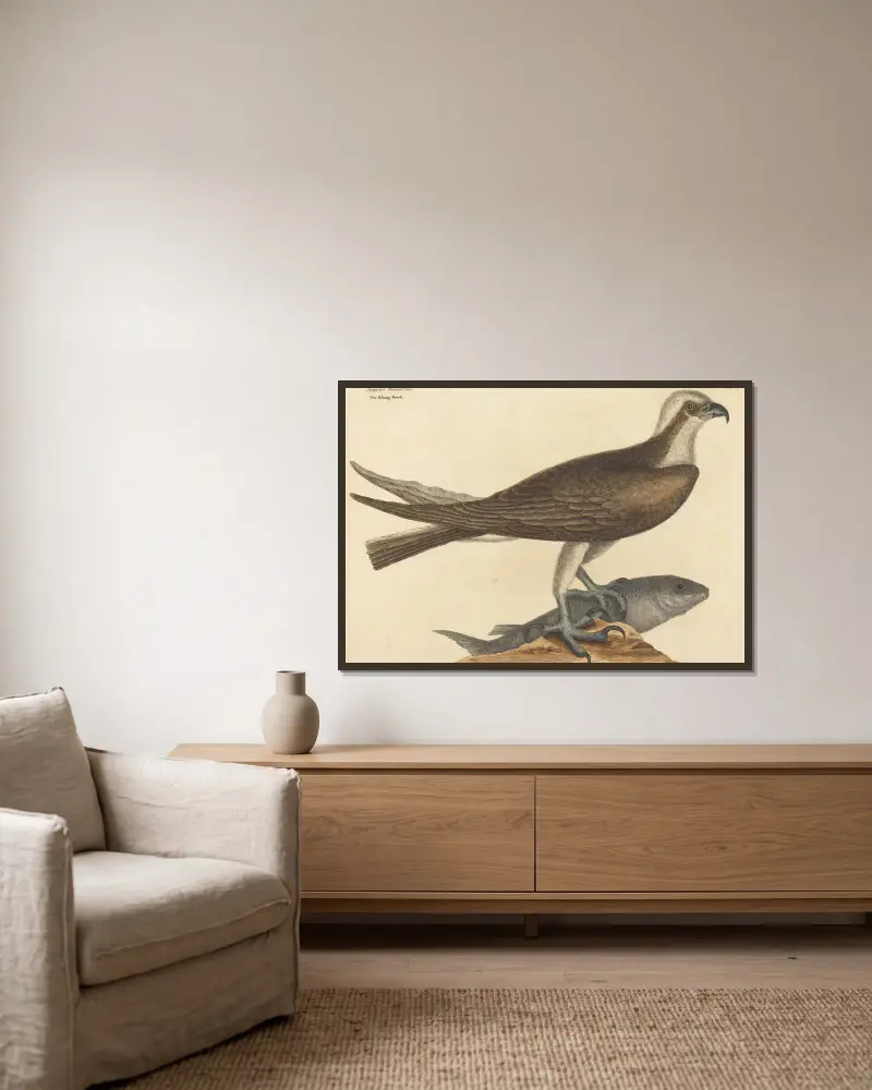 The Fishing Hawk (Falco haliaetus) av Mark Catesby inramad på en vägg