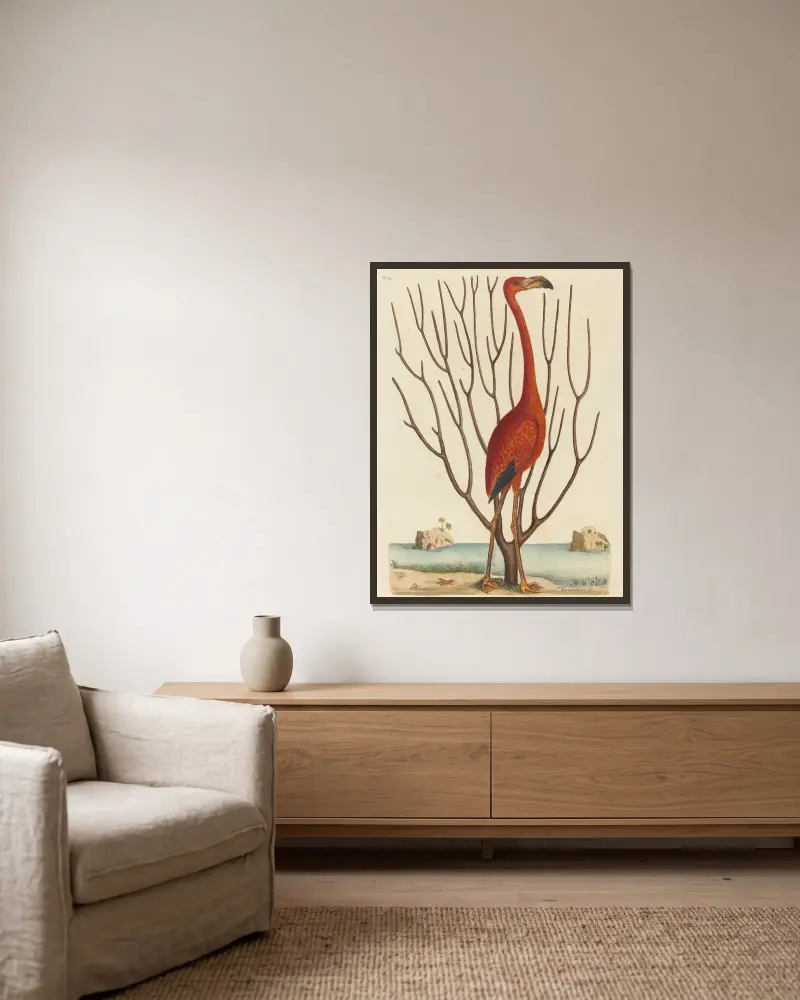 Flamingo (Phoenicopterus ruber) von Mark Catesby gerahmt an einer Wand