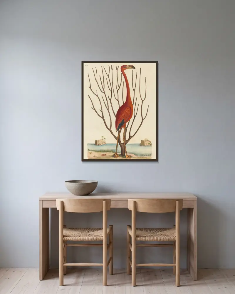 Flamingo (Phoenicopterus ruber) von Mark Catesby gerahmt an einer Wand