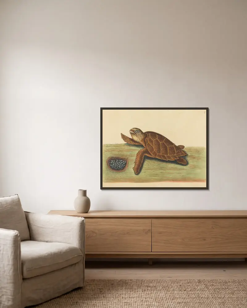 Die Hawksbill-Schildkröte (Testudo caretta) von Mark Catesby gerahmt an einer Wand