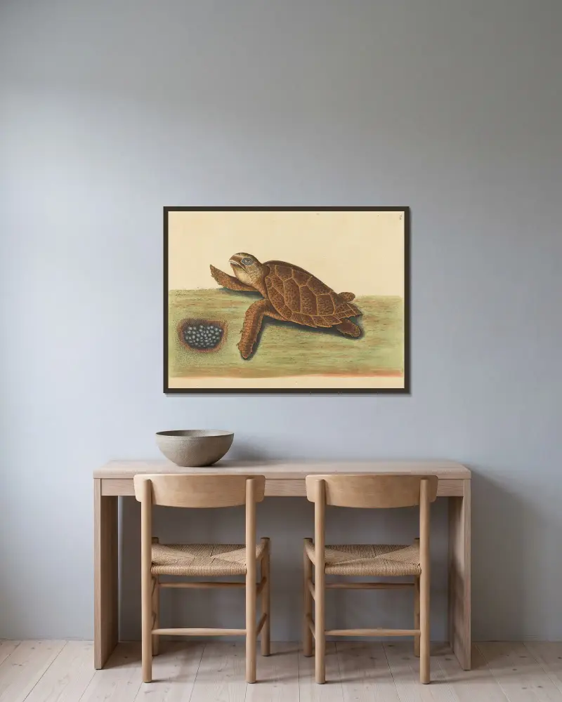 Die Hawksbill-Schildkröte (Testudo caretta) von Mark Catesby gerahmt an einer Wand