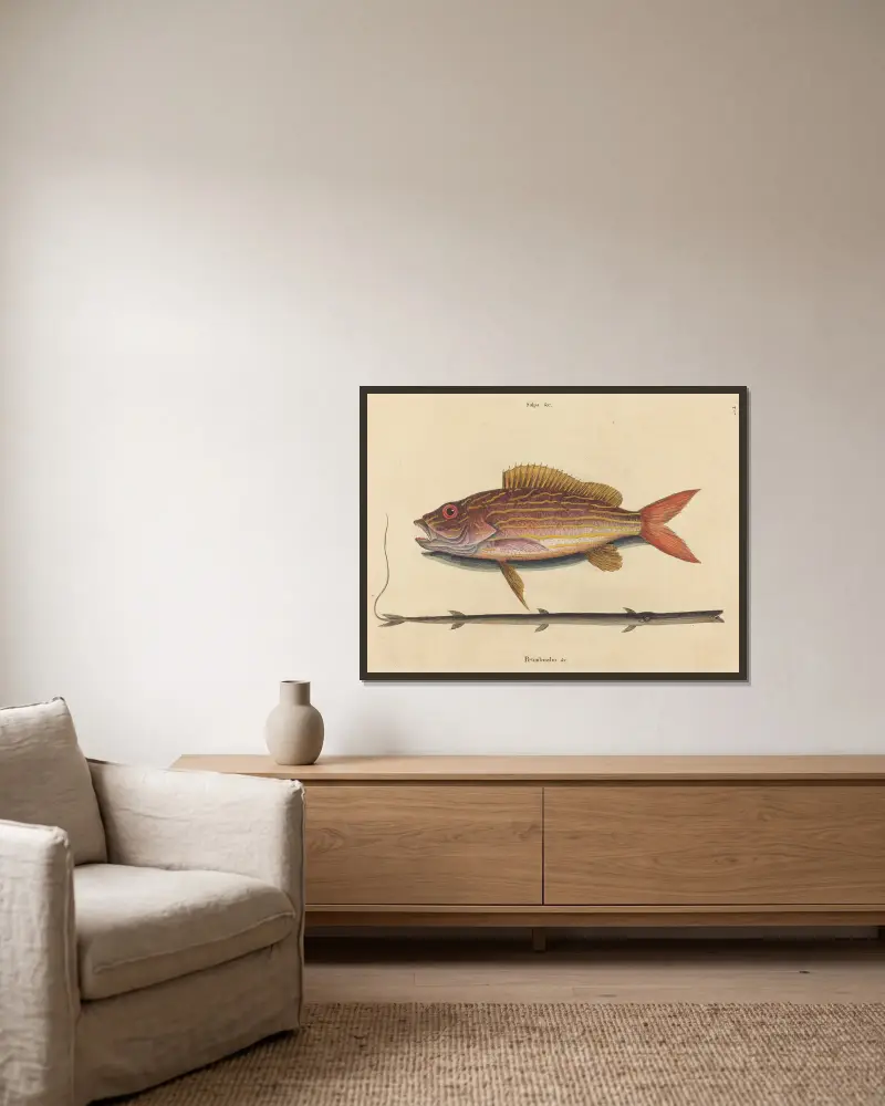 Der Lane-Snapper (Sparus synagris) von Mark Catesby gerahmt an einer Wand