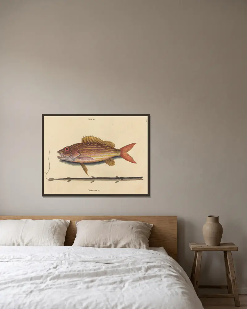 Der Lane-Snapper (Sparus synagris) von Mark Catesby gerahmt an einer Wand