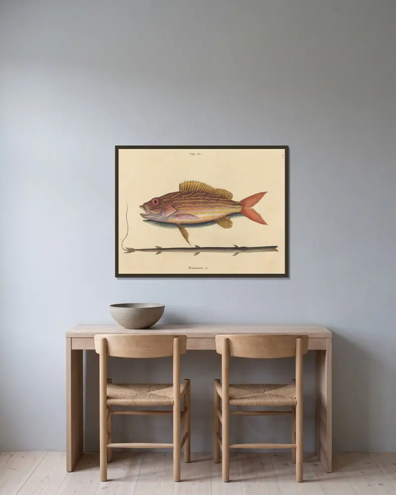 Der Lane-Snapper (Sparus synagris) von Mark Catesby gerahmt an einer Wand