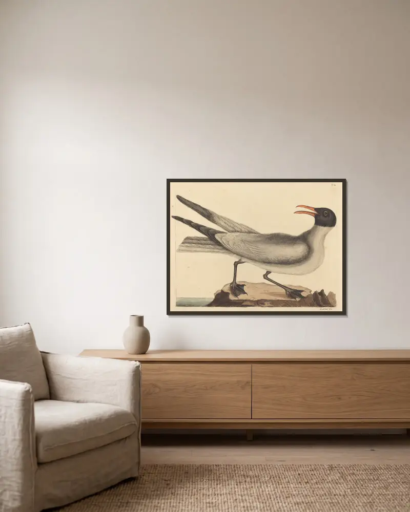Die Lachmöwe (Larus atricilla) von Mark Catesby gerahmt an einer Wand
