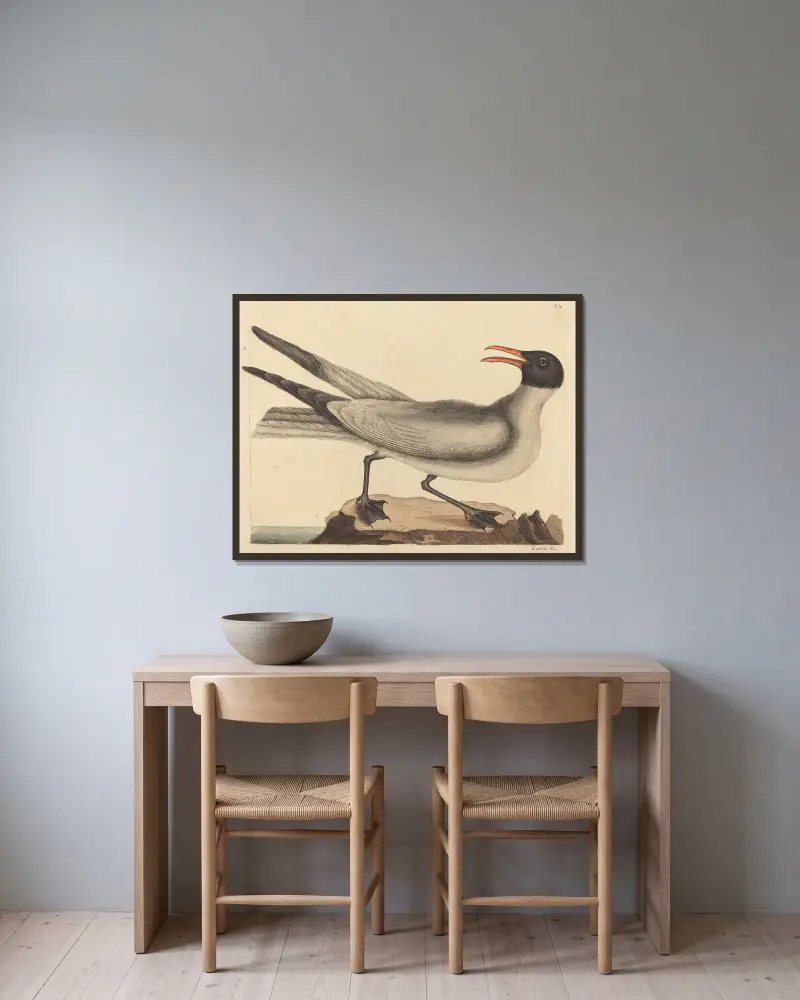 Die Lachmöwe (Larus atricilla) von Mark Catesby gerahmt an einer Wand