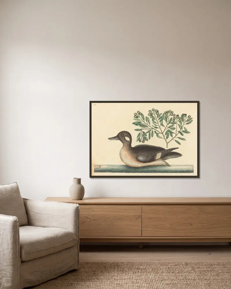 The Little Brown Duck (Anas rustica) av Mark Catesby inramad på en vägg
