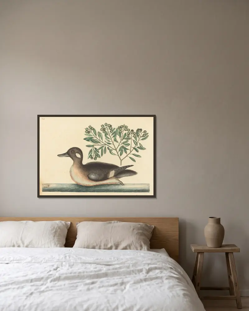 The Little Brown Duck (Anas rustica) av Mark Catesby inramad på en vägg