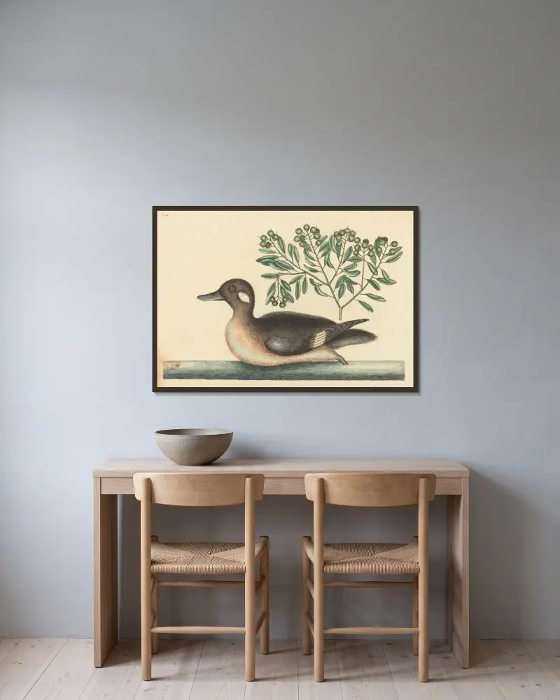 The Little Brown Duck (Anas rustica) av Mark Catesby inramad på en vägg