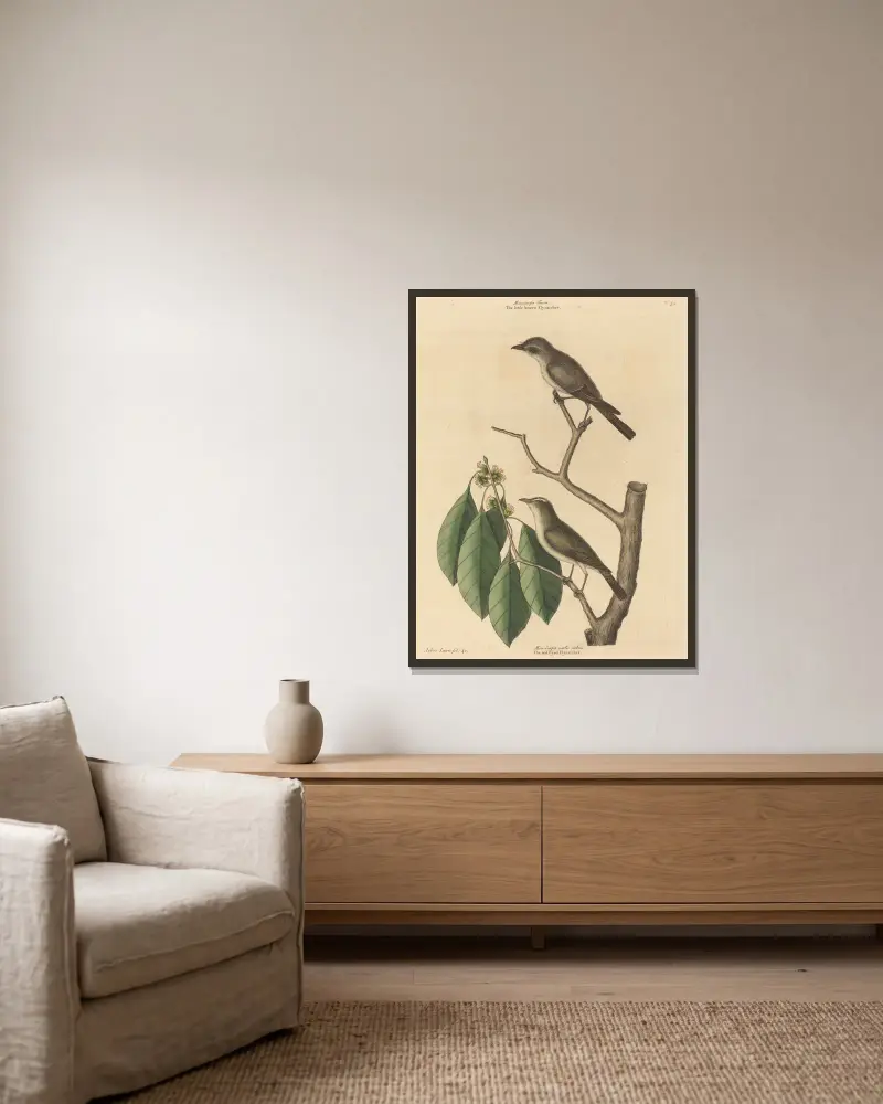 Der kleine braune Fliegenschnäpper von Mark Catesby gerahmt an einer Wand