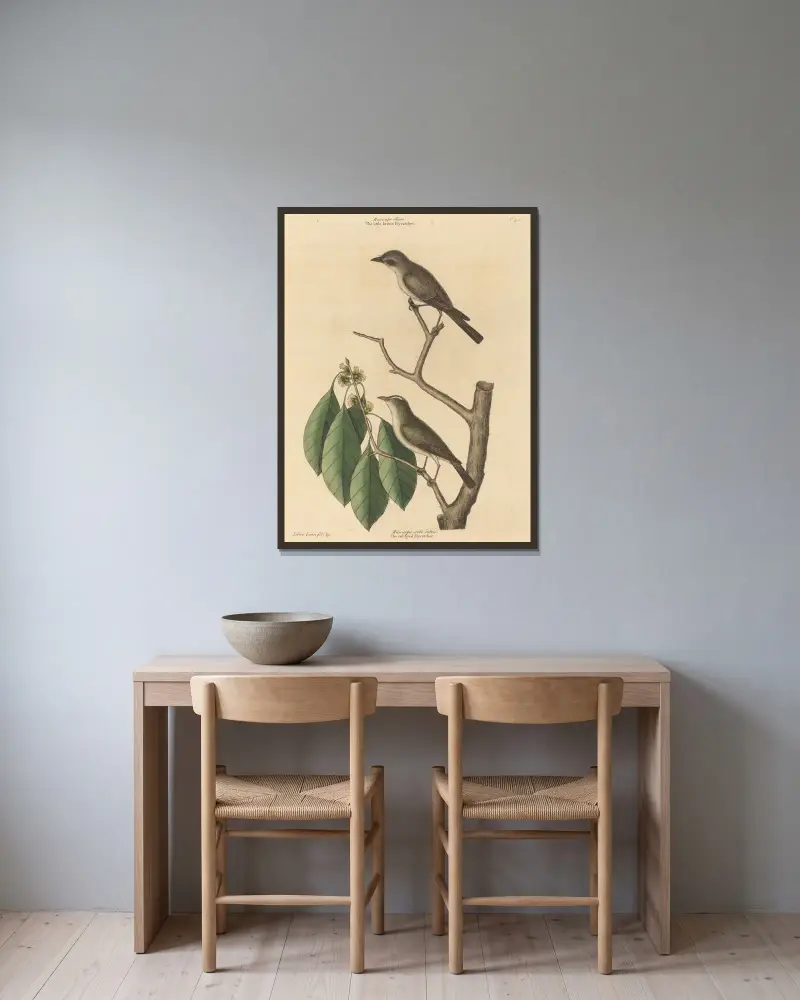 Der kleine braune Fliegenschnäpper von Mark Catesby gerahmt an einer Wand