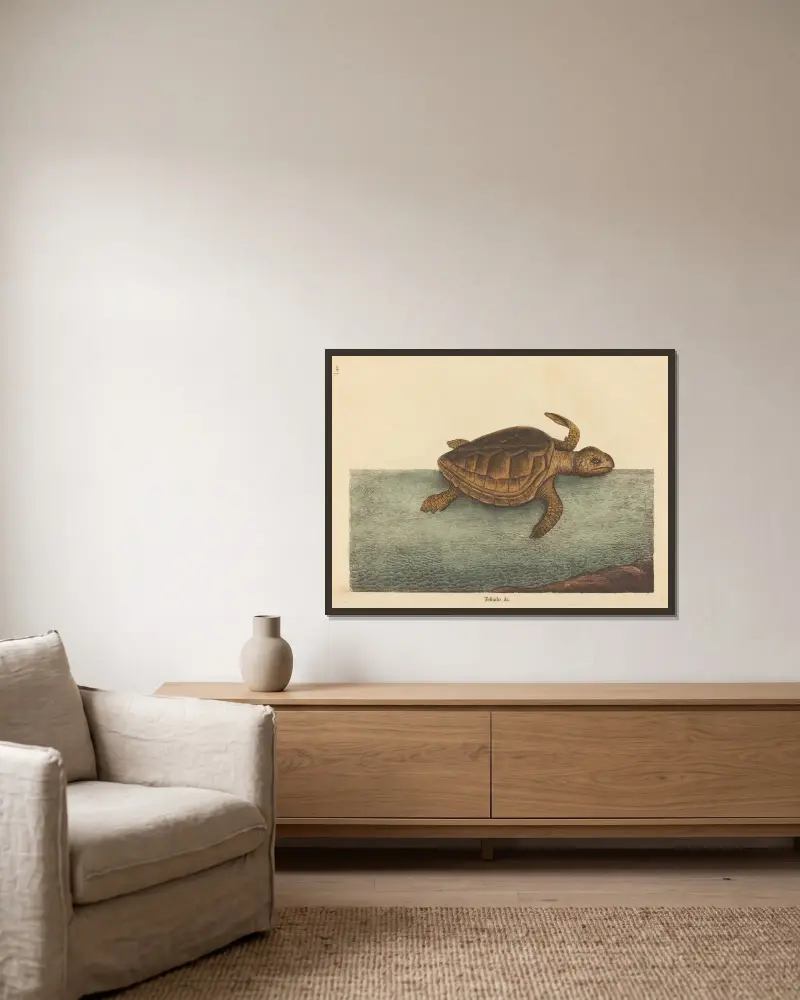 Die Unechte Karettschildkröte (Testudo Cavanna) von Mark Catesby gerahmt an einer Wand