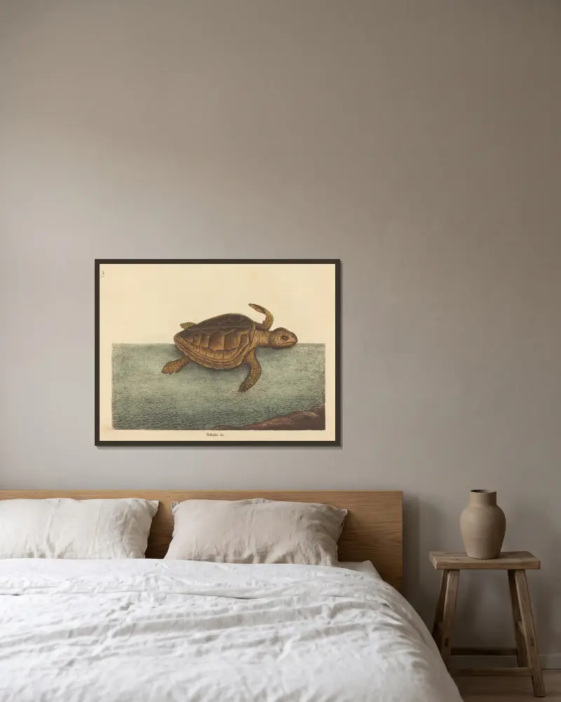 Die Unechte Karettschildkröte (Testudo Cavanna) von Mark Catesby gerahmt an einer Wand