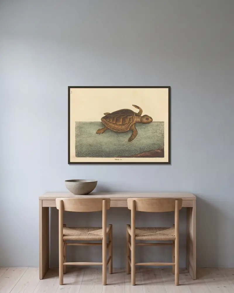 Die Unechte Karettschildkröte (Testudo Cavanna) von Mark Catesby gerahmt an einer Wand