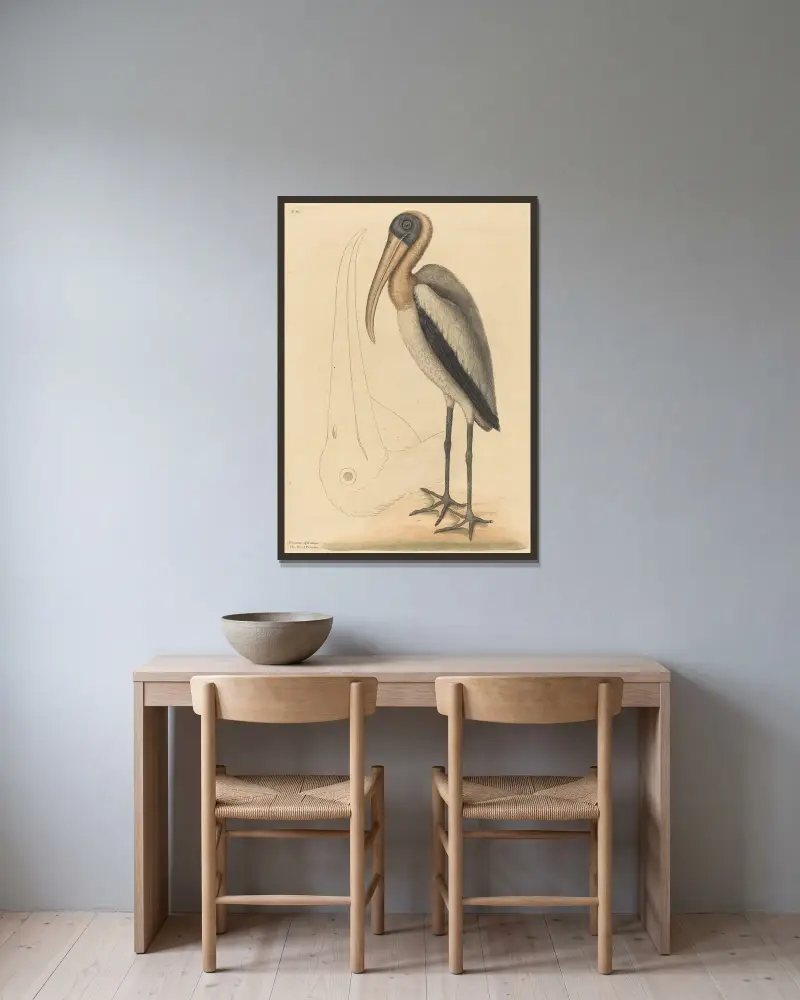 The Wood Pelican (Tantalus Loculator) av Mark Catesby inramad på en vägg