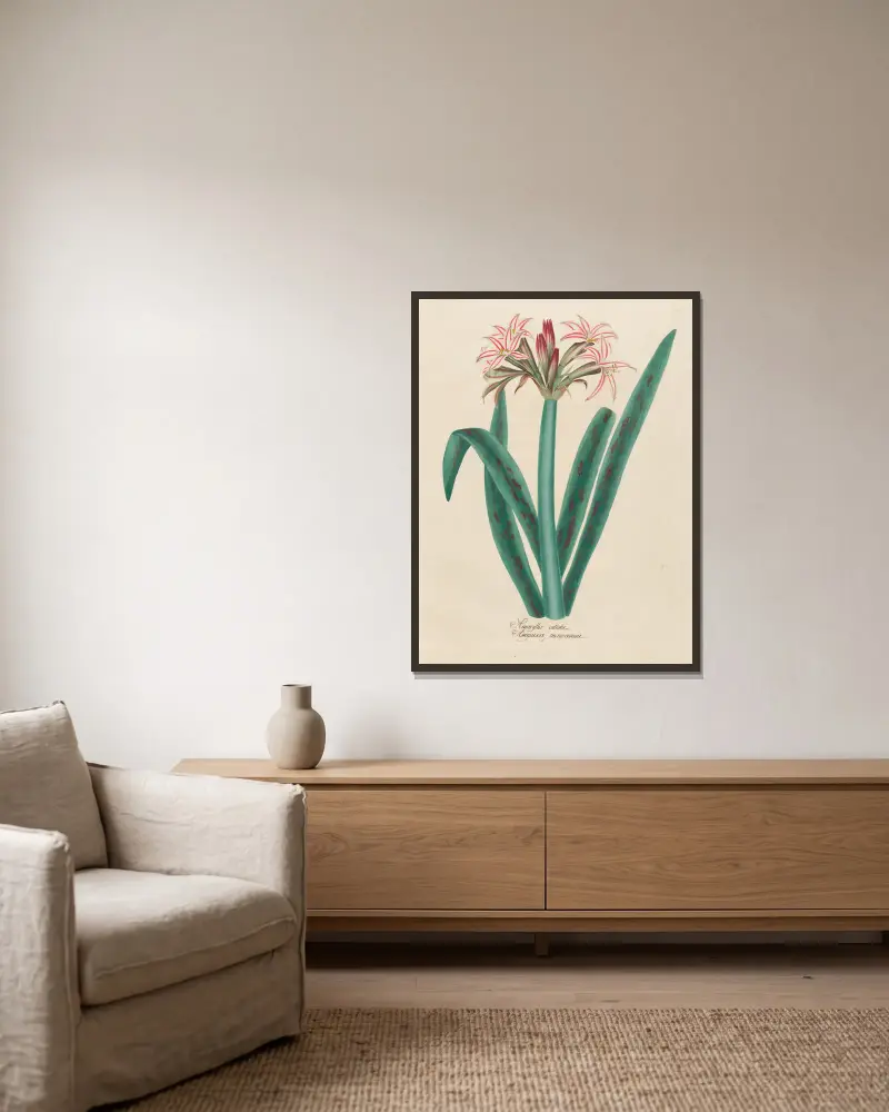 Amaryllis vittata av Petr Martynovich Gofman inramad på en vägg