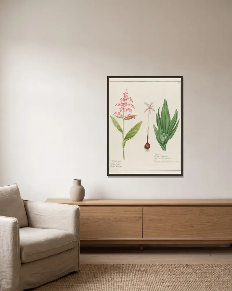 Helleborus albus … [och] Colchicum av Petr Martynovich Gofman inramad på en vägg
