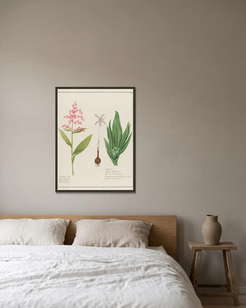Helleborus albus … [och] Colchicum av Petr Martynovich Gofman inramad på en vägg