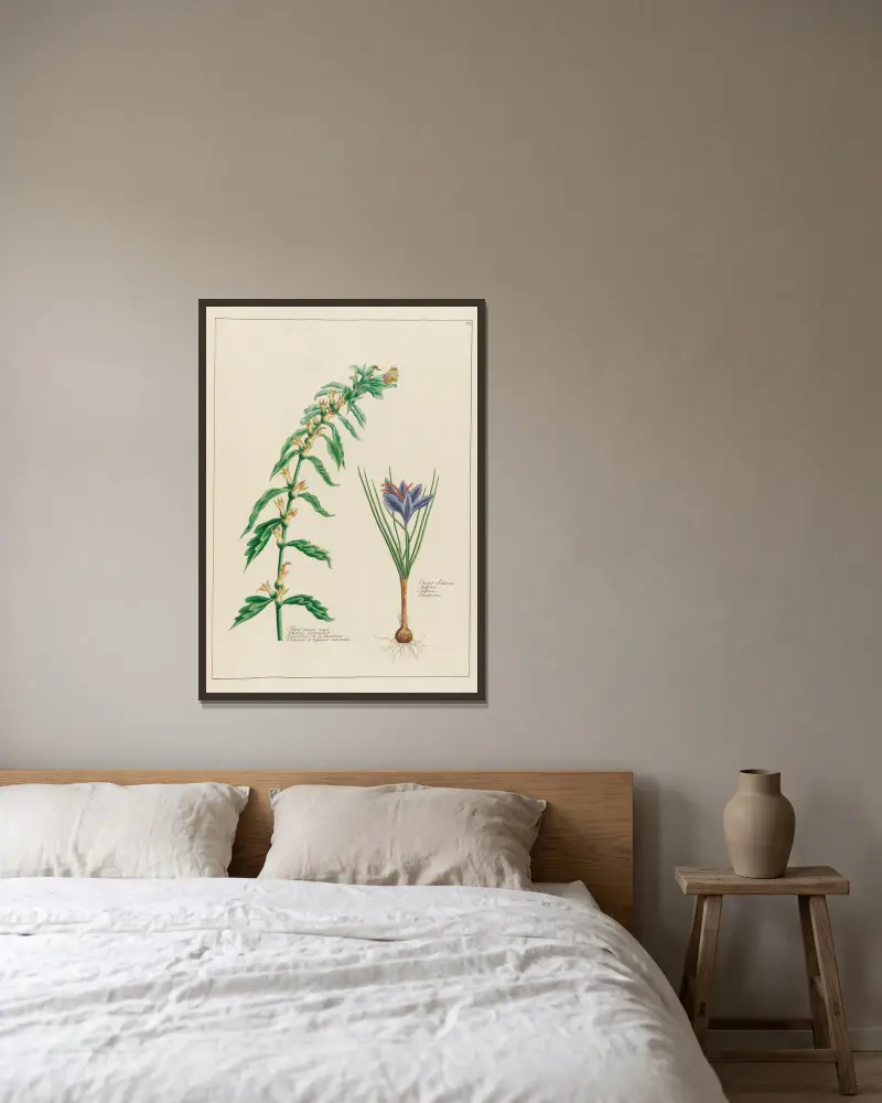 Hyosciamus niger … [and] Crocus Sativus av Petr Martynovich Gofman inramad på en vägg