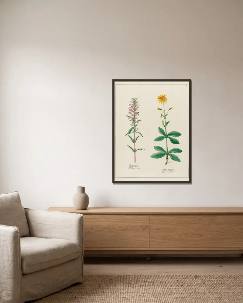 Melissa Turcica … [and] Arnica officinalis av Petr Martynovich Gofman inramad på en vägg