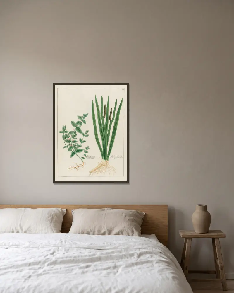 Scordium … [och] Calamus Aromaticus av Petr Martynovich Gofman inramad på en vägg
