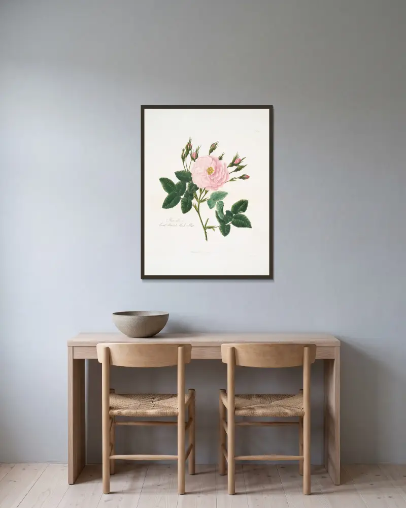 Rosa alba eller Great maiden's blush ros av Mary Lawrance inramad på en vägg