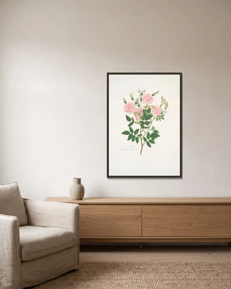 Rosa Carolina av Mary Lawrance inramad på en vägg