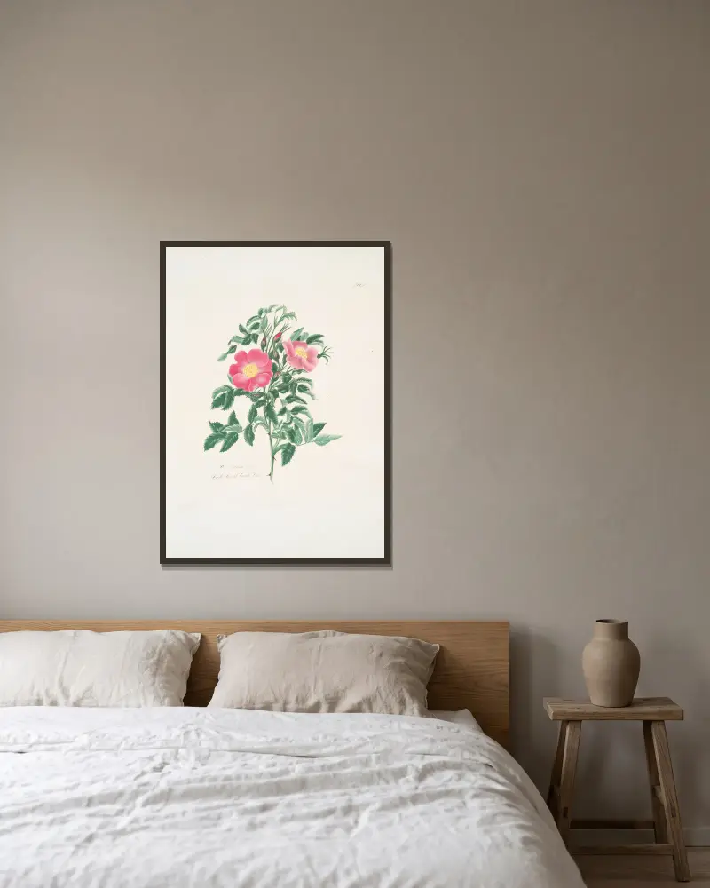 Rosa carolina, 1799 – Nr. 2 von Mary Lawrance gerahmt an einer Wand