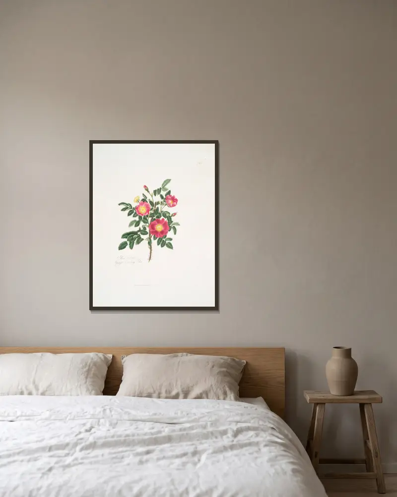 Rosa carolina 3 av Mary Lawrance inramad på en vägg