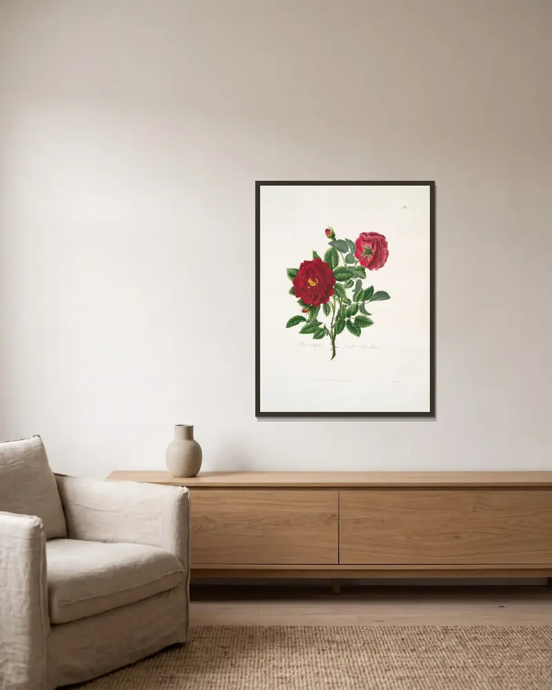 Rosa centifolia av Mary Lawrance inramad på en vägg