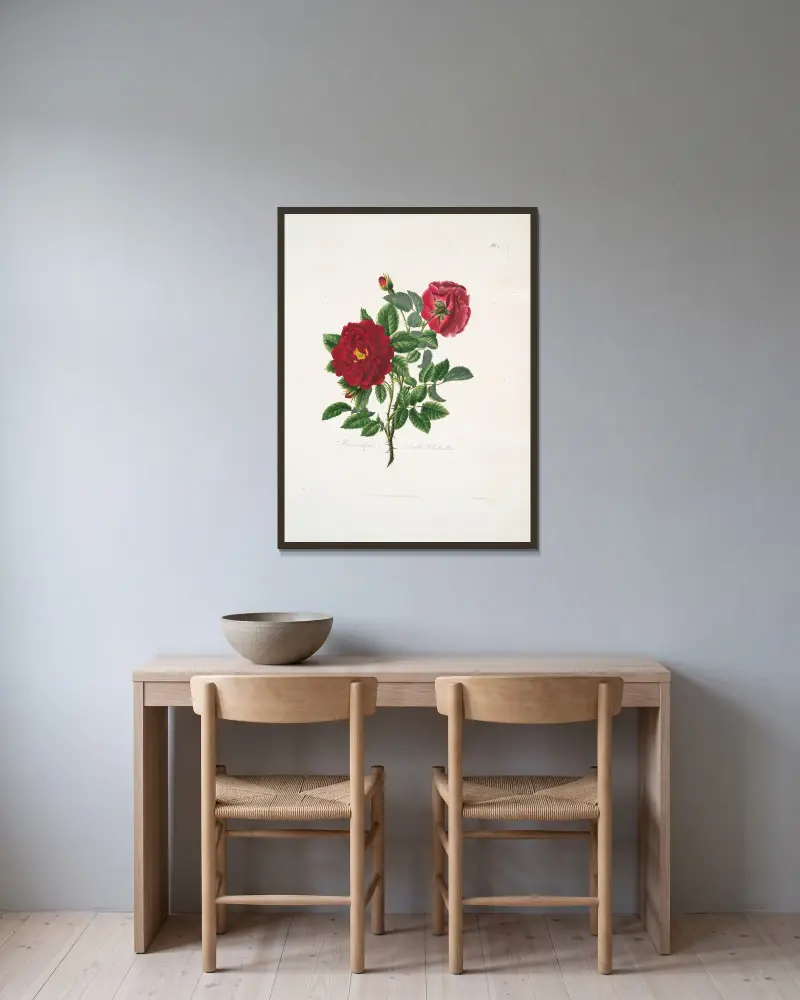 Rosa centifolia av Mary Lawrance inramad på en vägg