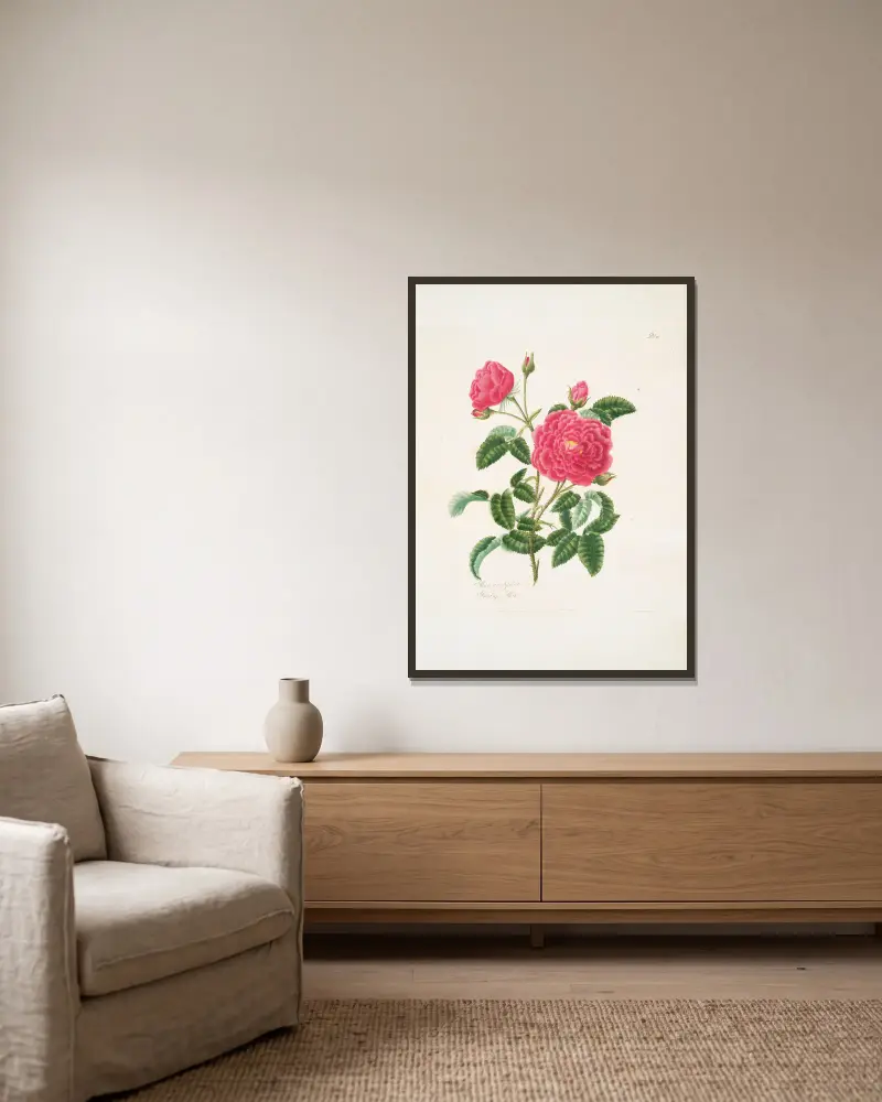 Rosa centifolia, Mary Lawrance w ramie na ścianie