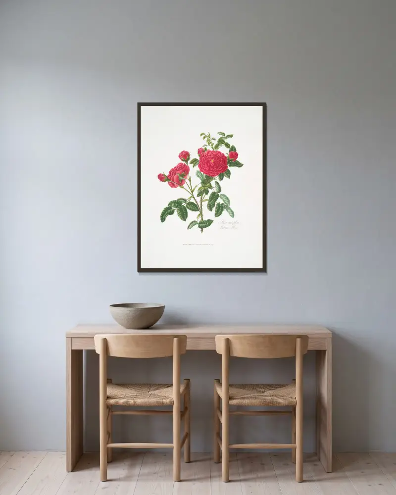 Rosa centifolia3 av Mary Lawrance inramad på en vägg
