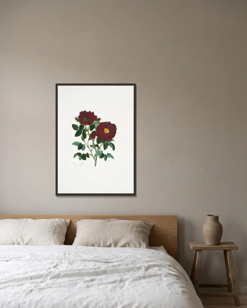 Rosa centifolia4 av Mary Lawrance inramad på en vägg