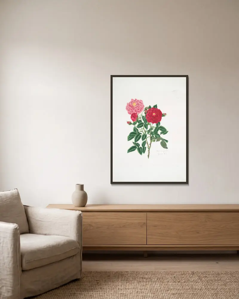 Rosa centifolia6 von Mary Lawrance gerahmt an einer Wand