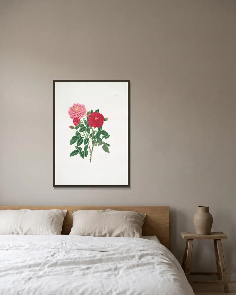 Rosa centifolia6 von Mary Lawrance gerahmt an einer Wand