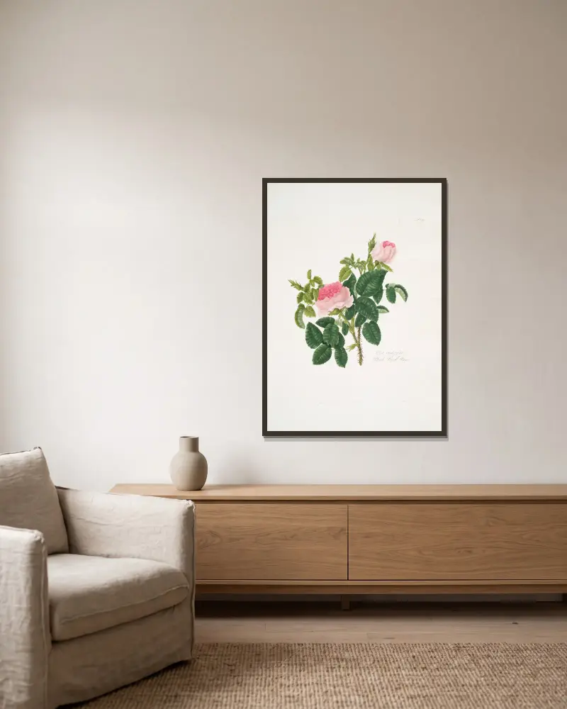 Rosa centifolia7, Mary Lawrance v rámu na stěně
