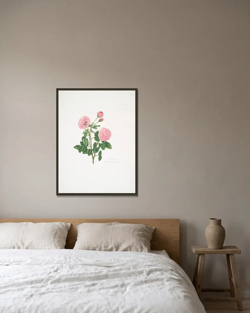 Rosa centifolia8 av Mary Lawrance inramad på en vägg