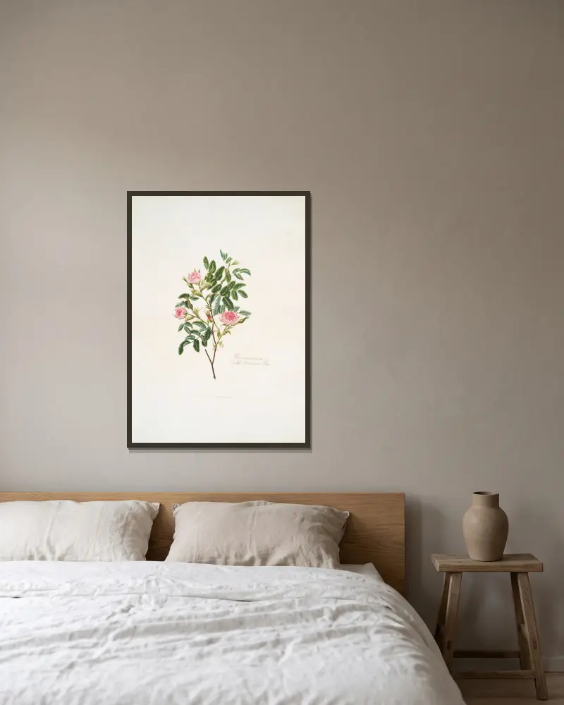 Rosa cinnamomea av Mary Lawrance inramad på en vägg