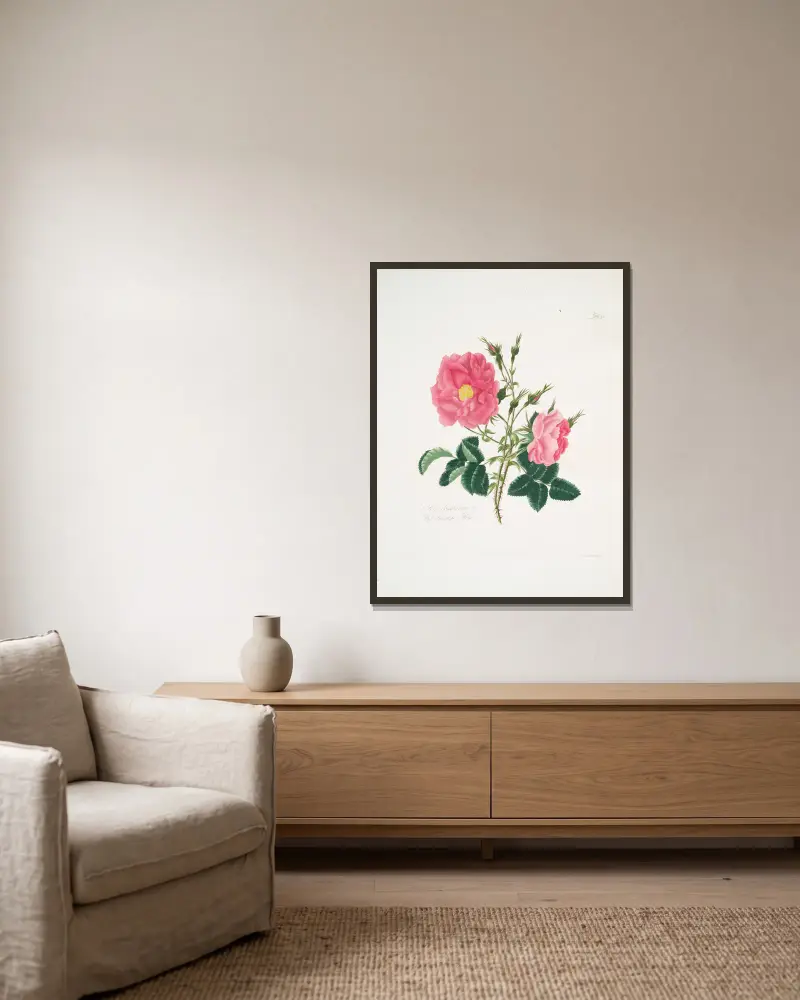 Rosa damascena 4 av Mary Lawrance inramad på en vägg